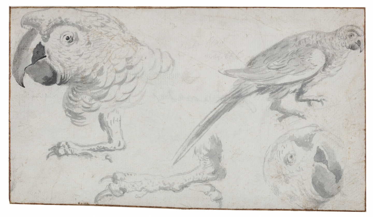Jan Weenix (Amsterdam 1641-1719 Amsterdam) Studies of parrots