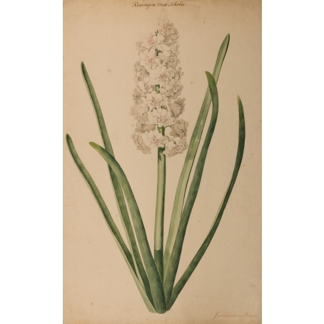 Jan Laurensz. van der Vinne (Harlem 1699-1753) Study of a hyacinth (Koningin van Scheba, c. 1723-27)