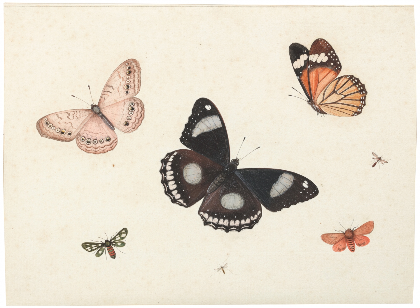 Antony Henstenburgh (Hoorn 1695–1781 Hoorn) Butterflies and Insects