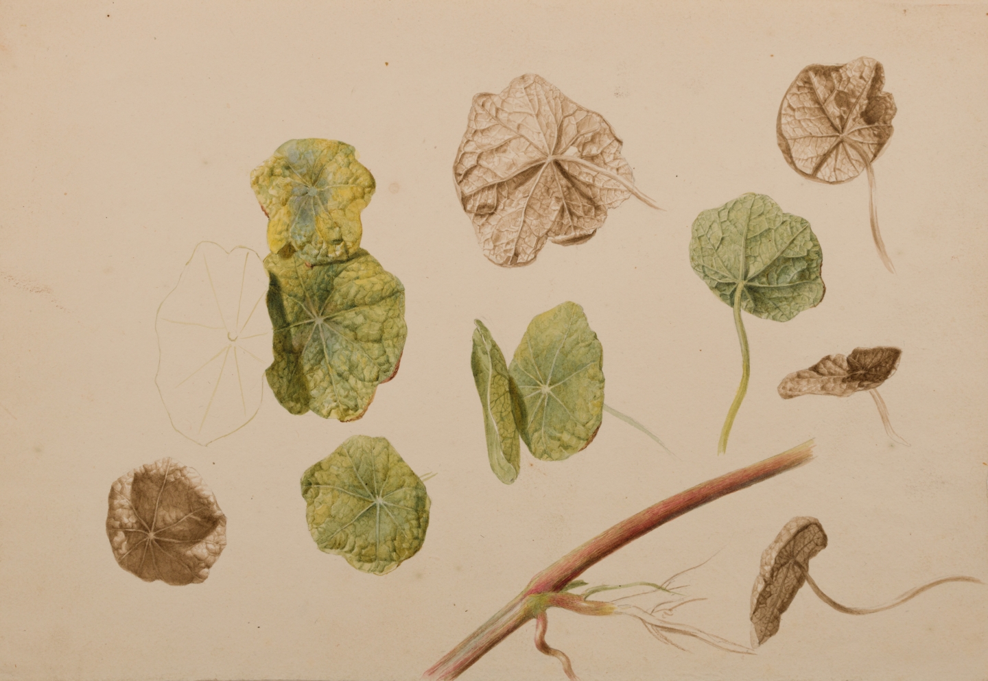 Albertus Jonas Brandt (attr. to)(Amsterdam 1788-1821 Amsterdam) Studies of Nasturtium