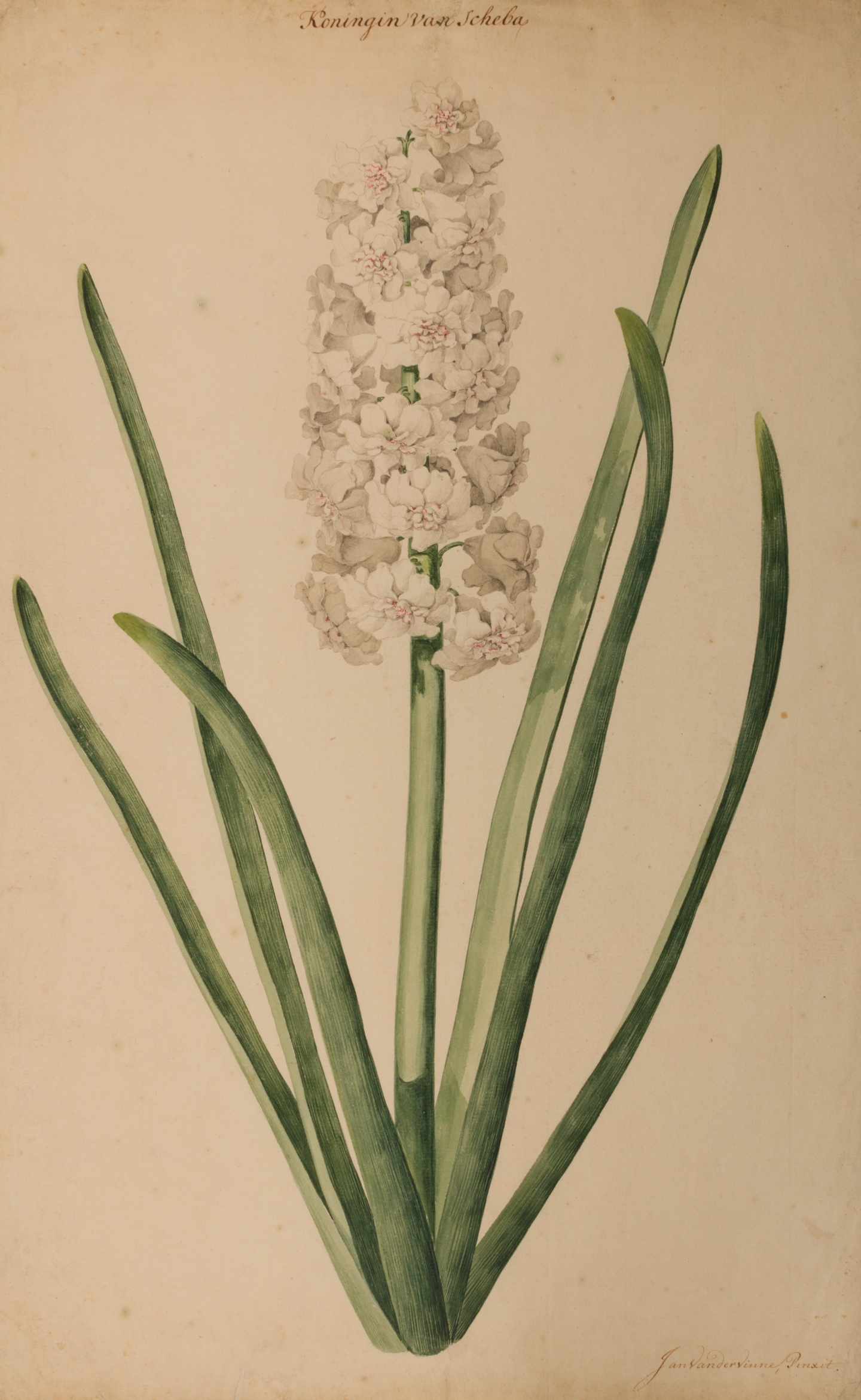 Jan Laurensz. van der Vinne (Harlem 1699-1753) Study of a hyacinth (Koningin van Scheba, c. 1723-27)