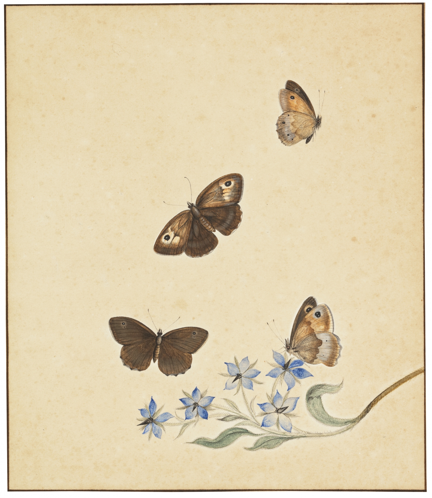 Nicolaas Struyk (Amsterdam 1686-1769 Amsterdam) A twig of Blue Jasmin (Jasminium Polyanthum) and four Satyrinae butterflies