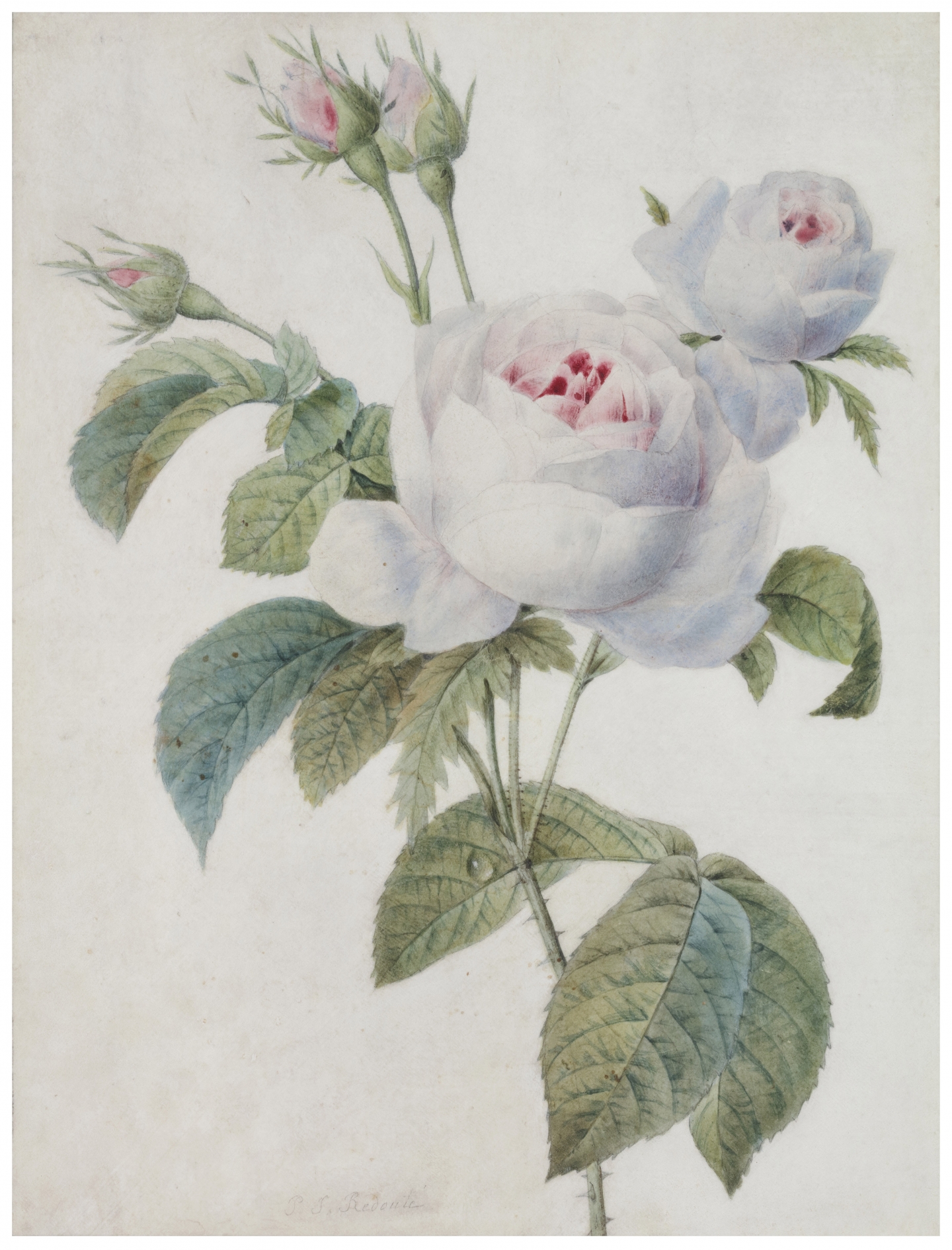 Pierre-Joseph Redouté (Saint-Hubert 1759-1840 Paris) Roses