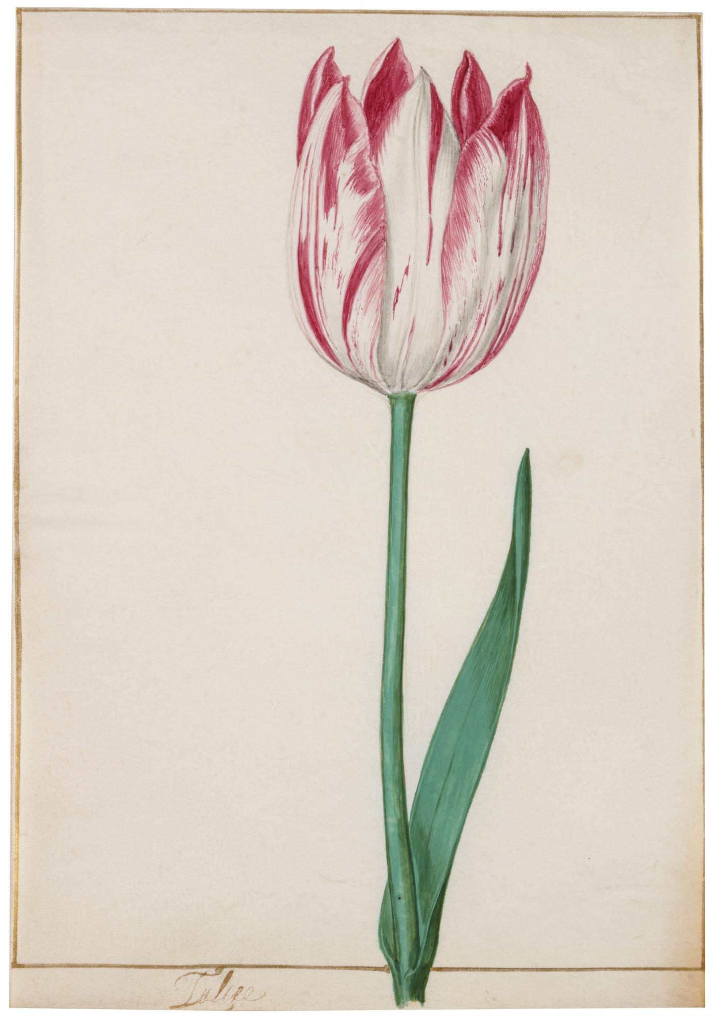 Pieter Holsteyn II (Haarlem 1614-1673 Amsterdam) A tulip (ca. 1645)