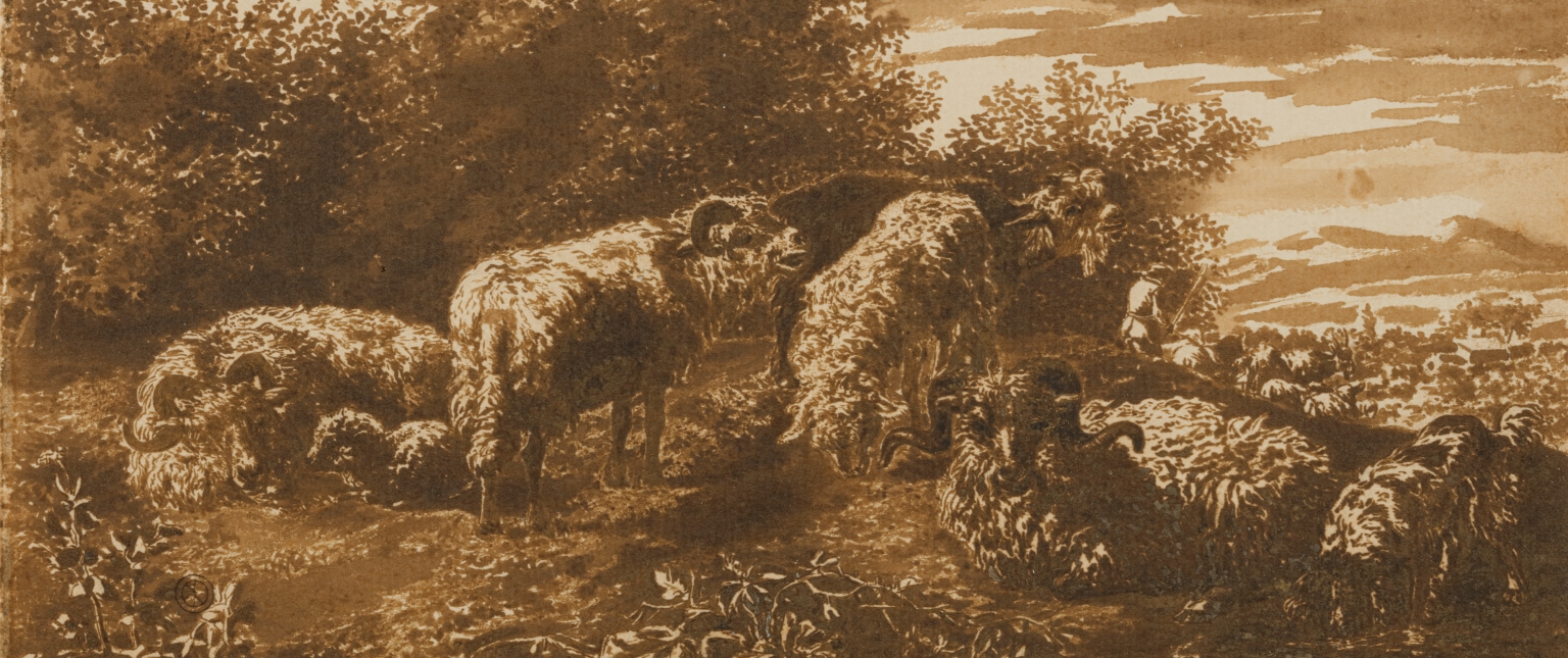 Sheep resting in a landscape