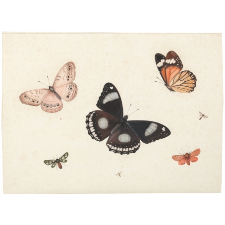 Antony Henstenburgh (Hoorn 1695–1781 Hoorn) Butterflies and Insects