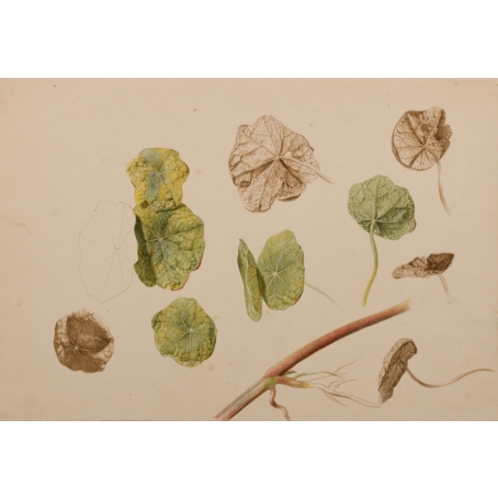 Albertus Jonas Brandt (attr. to)(Amsterdam 1788-1821 Amsterdam) Studies of Nasturtium