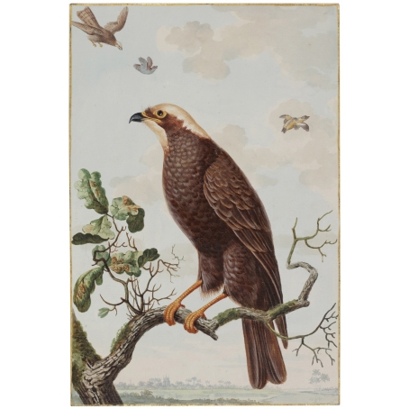 Jabez Heenck (The Hague, 1752-1782 Leyden) Een ordinaire wouw (A harrier)