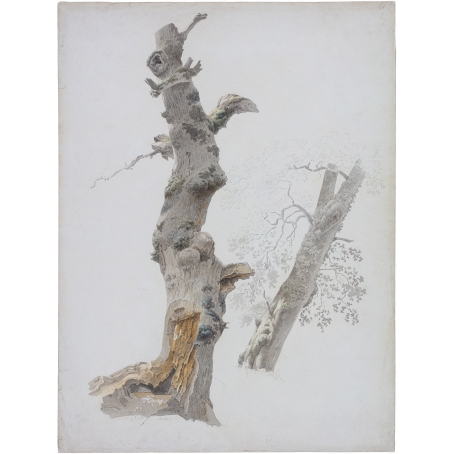 Josephus Augustus Knip (Tilburg 1777-1847 Berlicum) Studies of trees (Sabina, Italy, ca. 1810-1812)