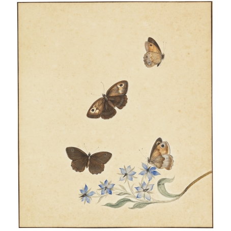 Nicolaas Struyk (Amsterdam 1686-1769 Amsterdam) A twig of Blue Jasmin (Jasminium Polyanthum) and four Satyrinae butterflies