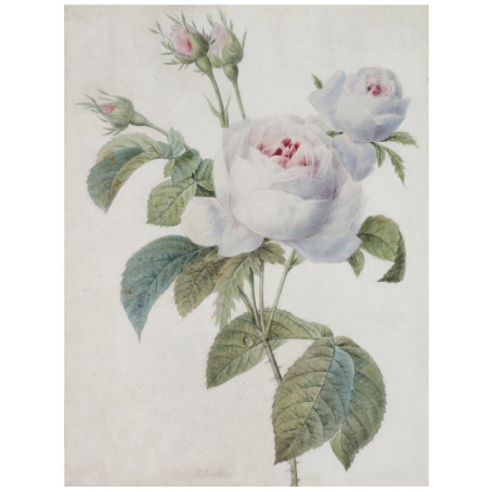 Pierre-Joseph Redouté (Saint-Hubert 1759-1840 Paris) Roses
