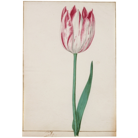 Pieter Holsteyn II (Haarlem 1614-1673 Amsterdam) A tulip (ca. 1645)