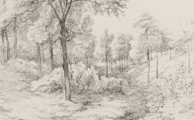 Sun-drenched forest view